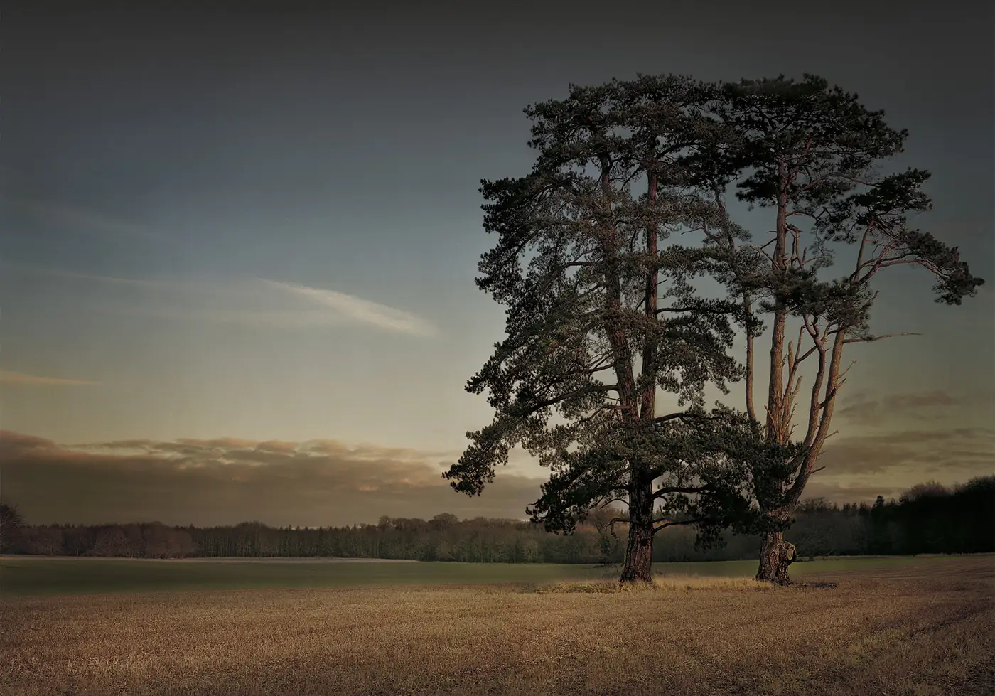 Pine trees at dusk, landscape photography in Dorset