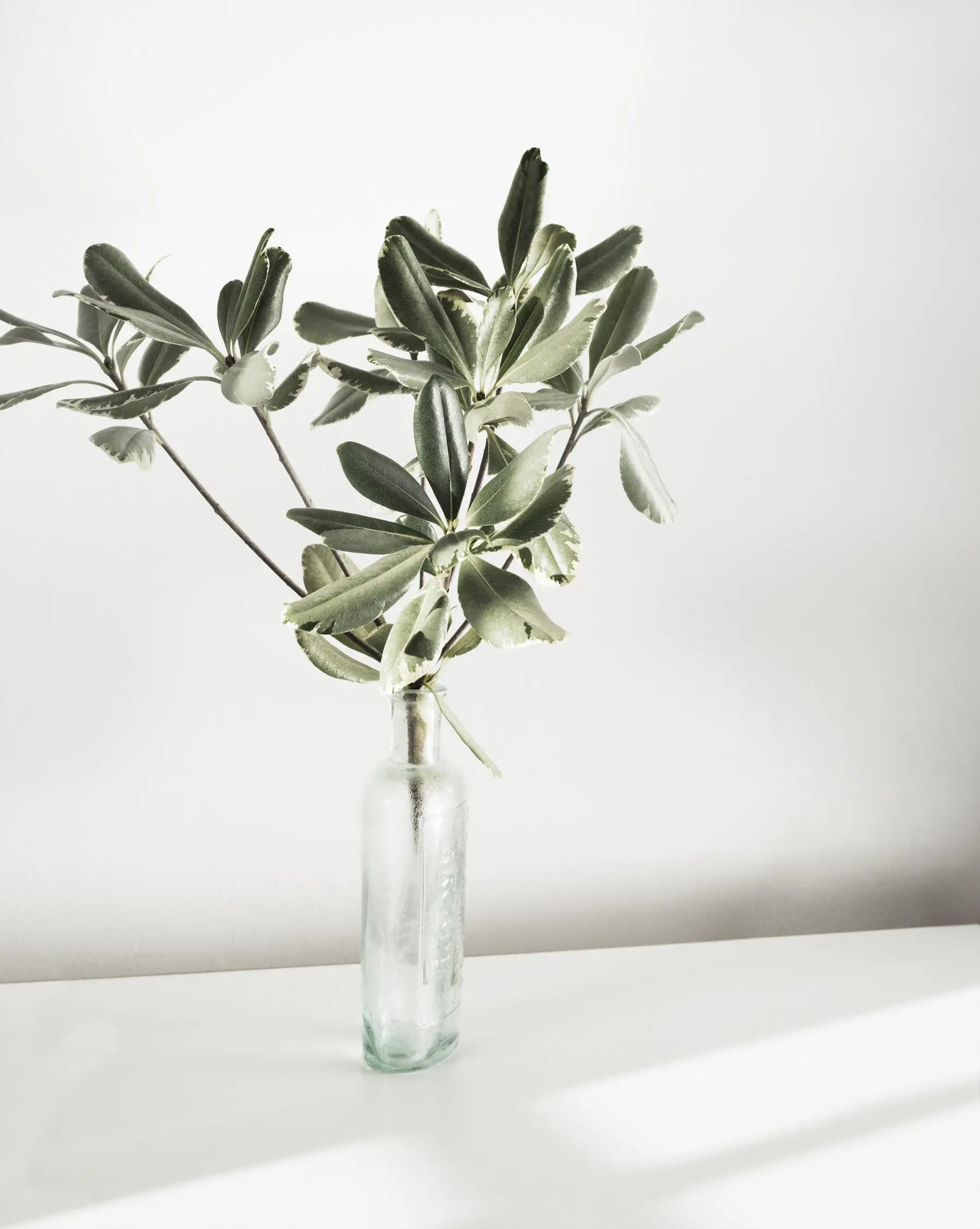 Leaves – Bottles, Leaves and Thistle