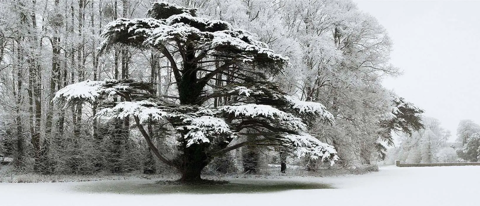 Snow Laden Tree in St Giles House Park