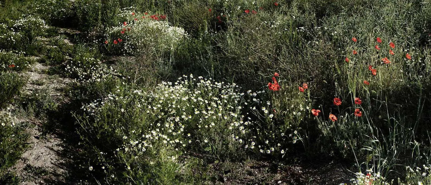 Poppies – Dorset Through the Seasons