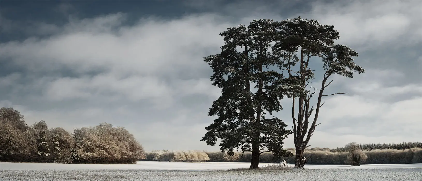 St Giles House Park Trees In Winter