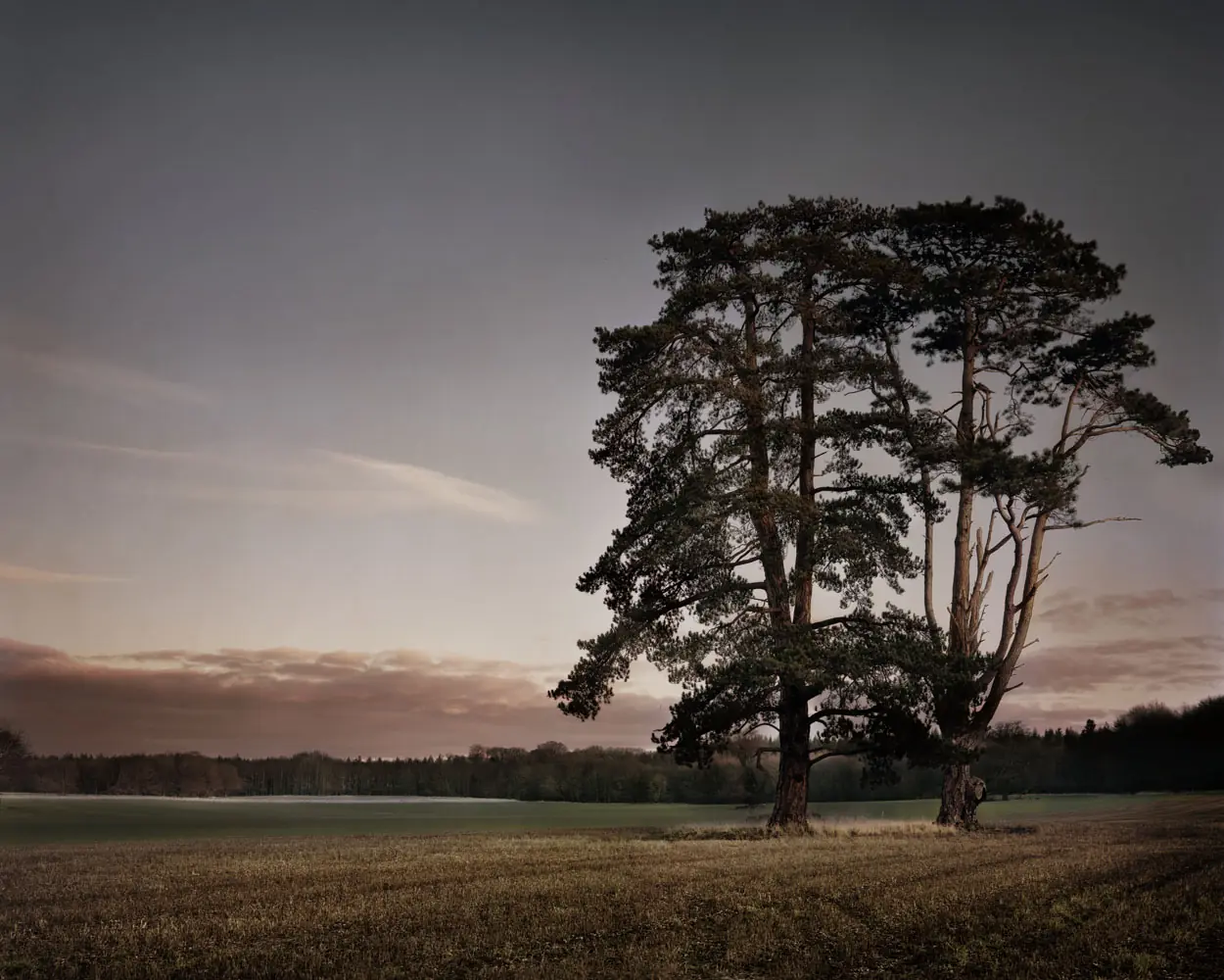 St Giles House Park Trees at Sunset