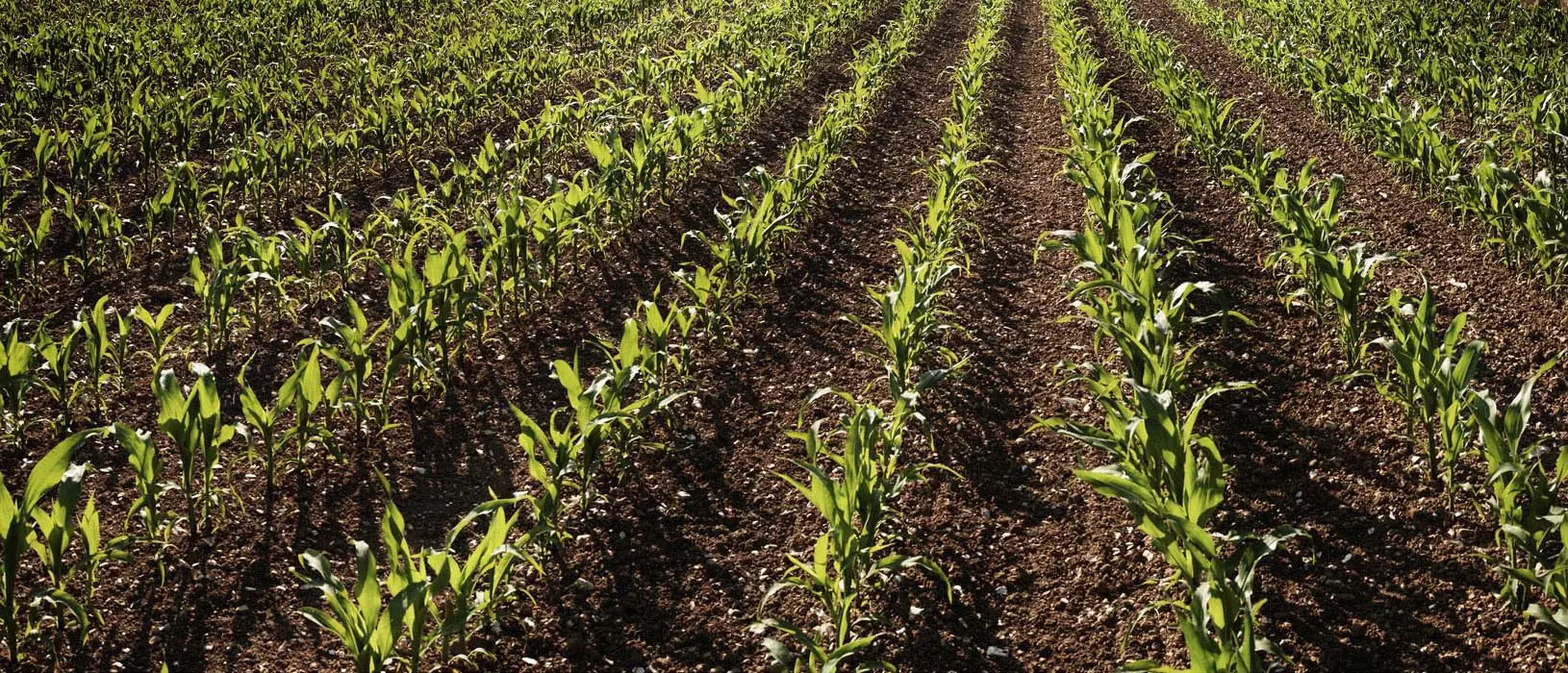 Young maize crop in rows – Dorset Through the Seasons
